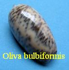 Oliva (Carmione) bulbiformis, Duclos 1840